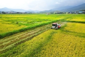 福建省、再生稲の1ムー当たり生産量が1318.7kgに.jpg