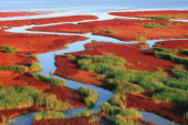 生態中国　遼寧省の紅海灘の風景