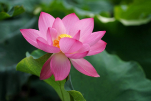 夏の風物詩　キレイに咲いたハスの花