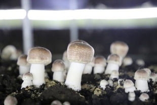 小さなキノコが生み出した貧困撲滅の大きな効果1.jpg