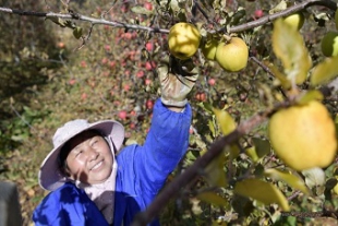 チベット自治区ニンティ市　農牧民の増収を後押しする高原リンゴ産業.jpg
