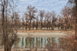 新疆ウイグル自治区　不毛の砂漠地帯に生命の息吹をもたらすコトカケヤナギ