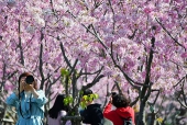 春の息吹を伝える桜が満開　福建省福州市