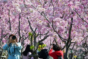 春の息吹を伝える桜が満開　福建省福州市