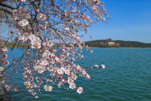 春を彩る頤和園の山桃の花