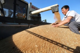 小麦収穫のピークを迎えた山東省.jpg