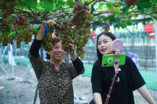 浙江省杭州市　ブドウ農家の増収を後押しするECプラットフォーム