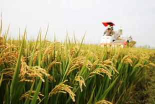 農民たちが収穫にいそしむ金秋の中国