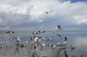 青海湖の生態環境が持続的好転、水鳥の数が前年同期比4.5倍増