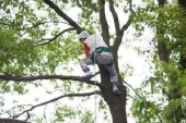 受けてみたい！中国の学校で木登り授業が増加中1.jpg