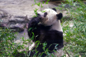 上野動物園のパンダ「シャンシャン」が21日に中国返還　別れ惜しむファン