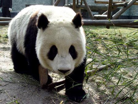 ジャイアントパンダ Giant Panda Pekinshuho