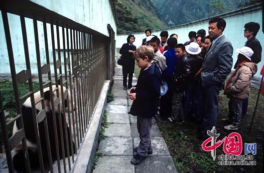 资料图片：大熊猫基地一直是游客的最爱 罗小韵/摄影