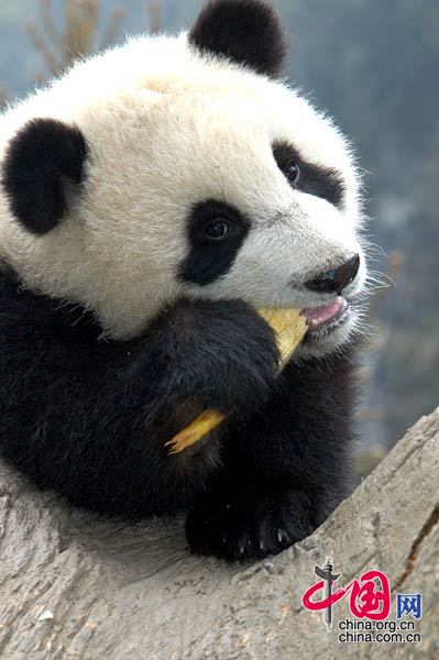 资料图片：熊猫幼仔在吃竹笋 罗小韵/摄影