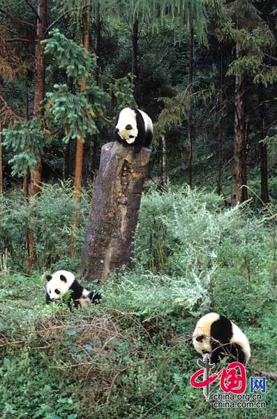 资料图片：震前大熊猫幼仔可以自由活动 罗小韵/摄影